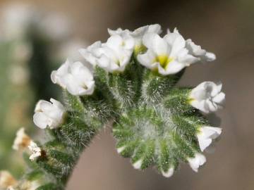 Fotografia da espécie Heliotropium europaeum