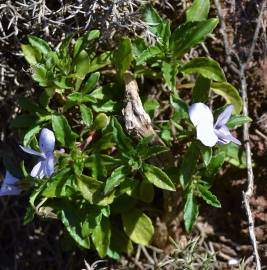 Fotografia da espécie Viola arborescens