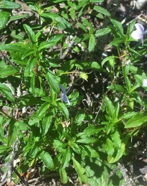 Fotografia 8 da espécie Viola arborescens no Jardim Botânico UTAD