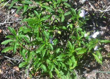 Fotografia da espécie Viola arborescens