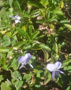 Fotografia 10 da espécie Viola arborescens no Jardim Botânico UTAD