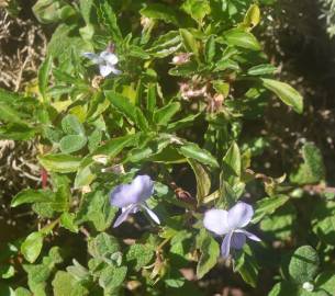 Fotografia da espécie Viola arborescens