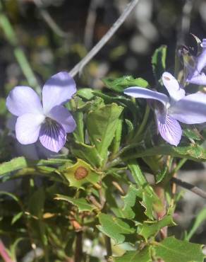 Fotografia 12 da espécie Viola arborescens no Jardim Botânico UTAD