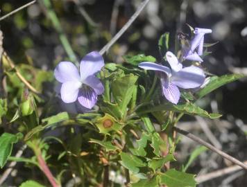 Fotografia da espécie Viola arborescens