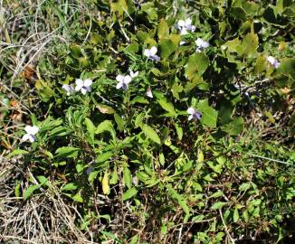 Fotografia da espécie Viola arborescens