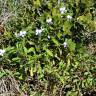 Fotografia 14 da espécie Viola arborescens do Jardim Botânico UTAD