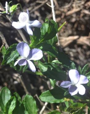 Fotografia 15 da espécie Viola arborescens no Jardim Botânico UTAD