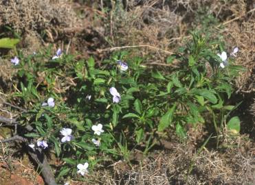 Fotografia da espécie Viola arborescens