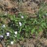 Fotografia 16 da espécie Viola arborescens do Jardim Botânico UTAD