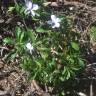 Fotografia 17 da espécie Viola arborescens do Jardim Botânico UTAD