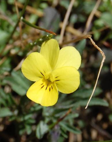 Fotografia de capa Viola langeana - do Jardim Botânico