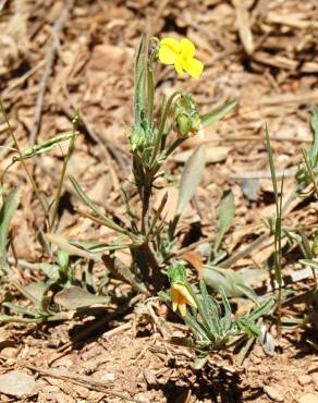 Fotografia 3 da espécie Viola langeana no Jardim Botânico UTAD