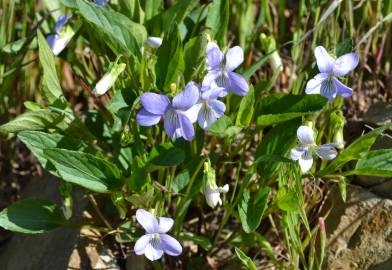 Fotografia da espécie Viola lactea