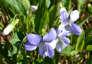 Fotografia da espécie Viola lactea