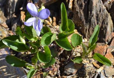 Fotografia da espécie Viola lactea