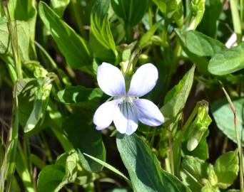 Fotografia da espécie Viola lactea