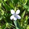 Fotografia 10 da espécie Viola lactea do Jardim Botânico UTAD