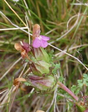 Fotografia 5 da espécie Pedicularis sylvatica subesp. lusitanica no Jardim Botânico UTAD