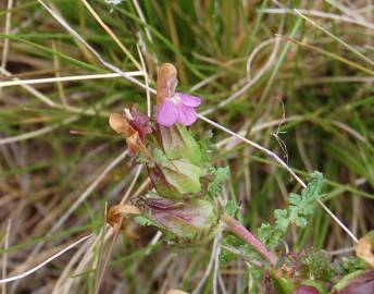 Fotografia da espécie Pedicularis sylvatica subesp. lusitanica