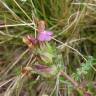 Fotografia 5 da espécie Pedicularis sylvatica subesp. lusitanica do Jardim Botânico UTAD