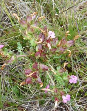 Fotografia 6 da espécie Pedicularis sylvatica subesp. lusitanica no Jardim Botânico UTAD