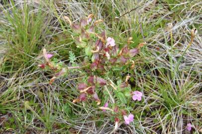 Fotografia da espécie Pedicularis sylvatica subesp. lusitanica