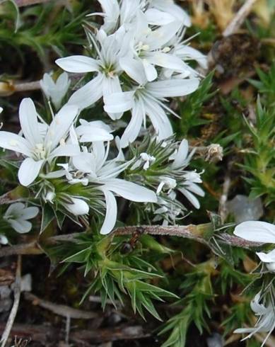 Fotografia de capa Arenaria querioides subesp. querioides - do Jardim Botânico