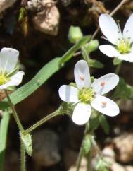 Arenaria conimbricensis subesp. conimbricensis