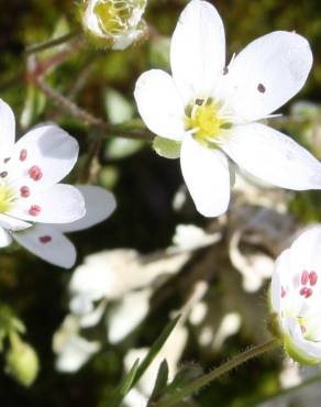 Fotografia 5 da espécie Arenaria conimbricensis subesp. conimbricensis no Jardim Botânico UTAD