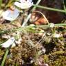 Fotografia 6 da espécie Arenaria conimbricensis subesp. conimbricensis do Jardim Botânico UTAD