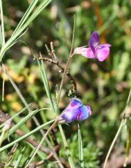 Lathyrus angulatus