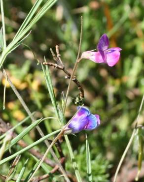 Fotografia 1 da espécie Lathyrus angulatus no Jardim Botânico UTAD