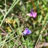 Fotografia 1 da espécie Lathyrus angulatus do Jardim Botânico UTAD