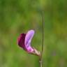 Fotografia 5 da espécie Lathyrus angulatus do Jardim Botânico UTAD