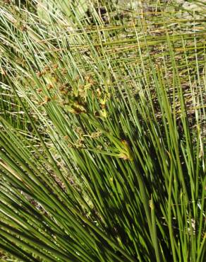 Fotografia 3 da espécie Scirpoides holoschoenus no Jardim Botânico UTAD