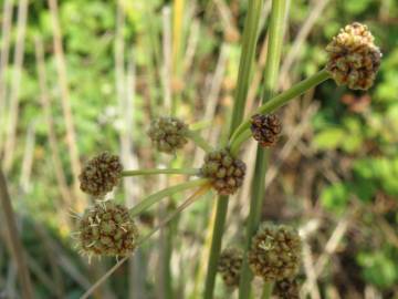 Fotografia da espécie Scirpoides holoschoenus