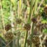 Fotografia 4 da espécie Scirpoides holoschoenus do Jardim Botânico UTAD