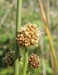 Scirpoides holoschoenus