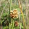 Fotografia 1 da espécie Scirpoides holoschoenus do Jardim Botânico UTAD