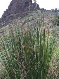 Fotografia da espécie Scirpoides holoschoenus