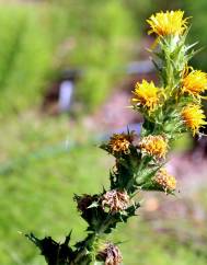 Scolymus maculatus