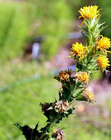 Fotografia de capa Scolymus maculatus - do Jardim Botânico