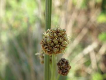 Fotografia da espécie Scirpoides holoschoenus