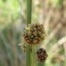 Fotografia 7 da espécie Scirpoides holoschoenus do Jardim Botânico UTAD