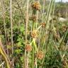 Fotografia 8 da espécie Scirpoides holoschoenus do Jardim Botânico UTAD