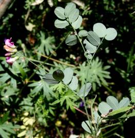 Fotografia da espécie Lathyrus niger