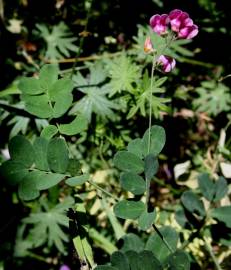 Fotografia da espécie Lathyrus niger