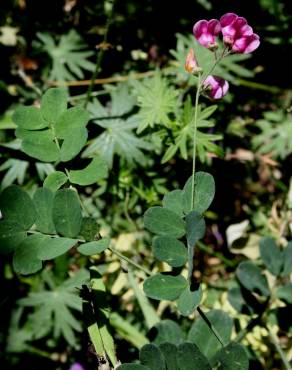 Fotografia 3 da espécie Lathyrus niger no Jardim Botânico UTAD