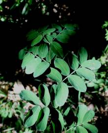 Fotografia da espécie Lathyrus niger