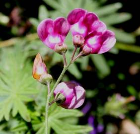 Fotografia da espécie Lathyrus niger